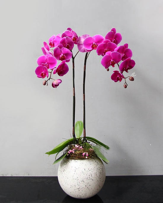 Chậu lan hồ điệp 2 c&agrave;nh t&iacute;m sang trọng